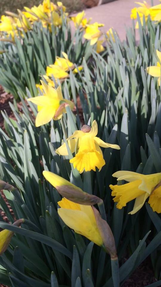 daffodils march 10